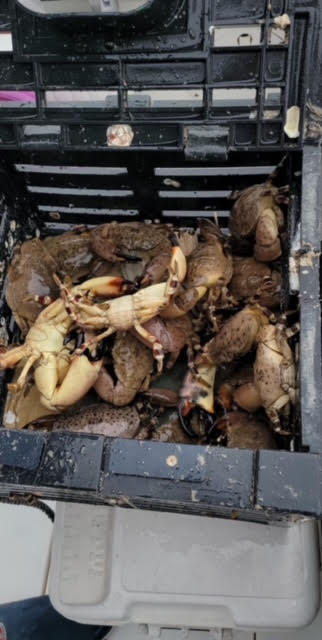 Stone Crab Trap ID Tags - Image 3